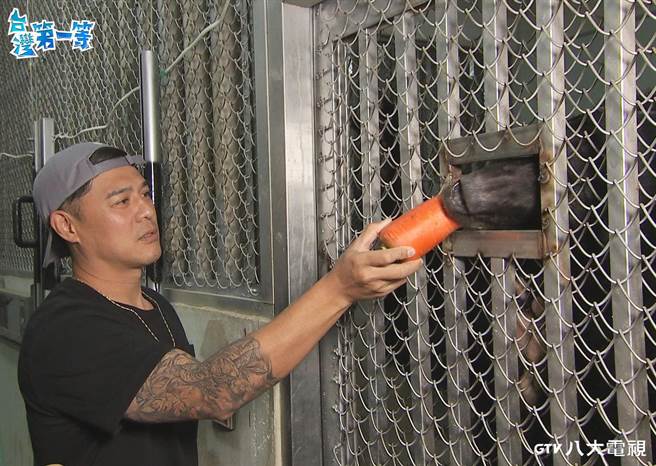 窦智孔喂黑熊吃红萝卜。（八大提供）