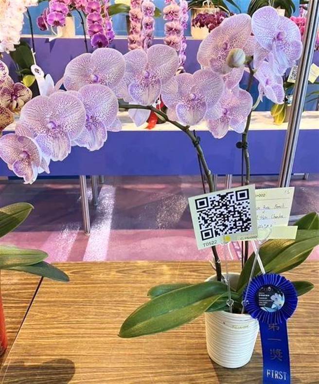 斑点大唇瓣蝴蝶兰新颖品系获2023台湾国际兰展蝴蝶兰斑点线条花组个体花竞赛第一奖。（嘉义大学提供／廖素慧嘉市传真）