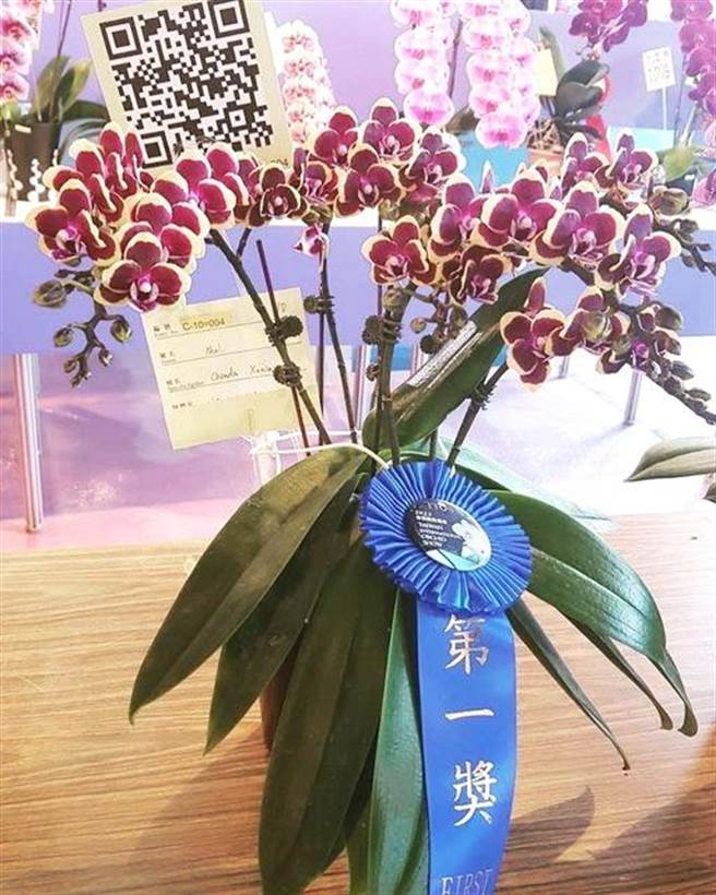 嘉大技转给民间业者的品种「嘉大辛尼亚」获2023台湾国际兰展黑斑迷你花组竞赛第一奖。（嘉义大学提供／廖素慧嘉市传真）