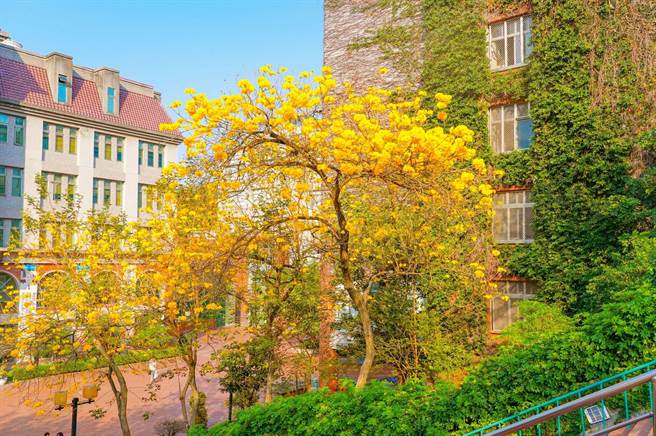 朝陽科技大學校內近來披上春裝，整片黃花風鈴木盛開。（朝陽科大提供／張妍溱台中傳真）