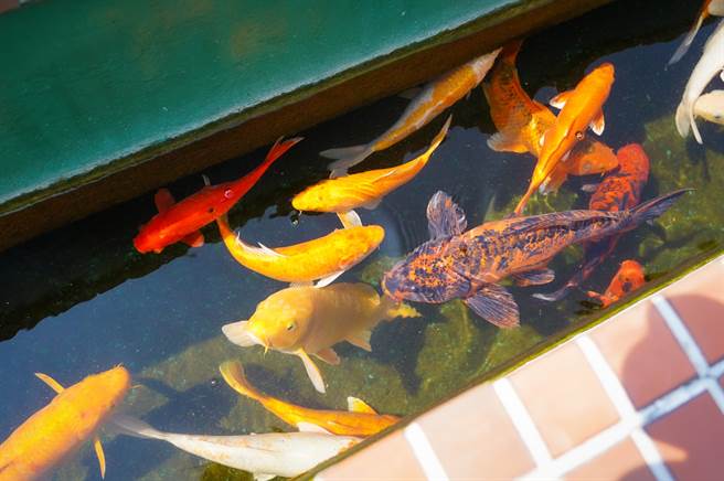 階梯式魚道成群，錦鯉爭相逆游，生動有趣。（朝陽科大提供／張妍溱台中傳真）