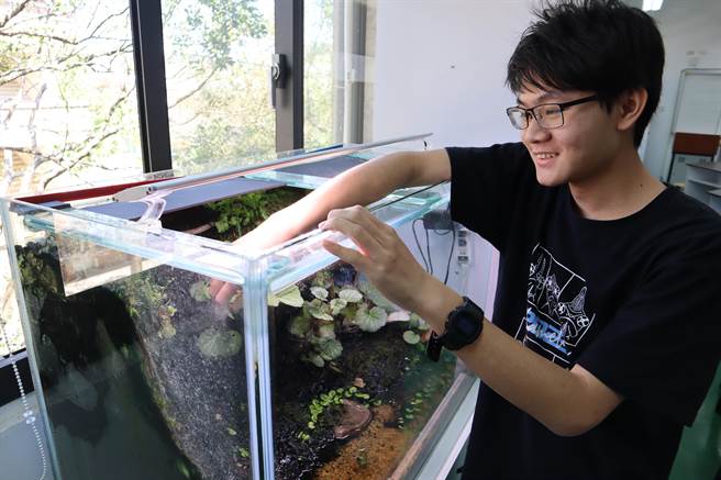 关西高中园艺科学生林岳翰热爱生态知识，更自己动手打造蝾螈的家。（邱立雅摄）