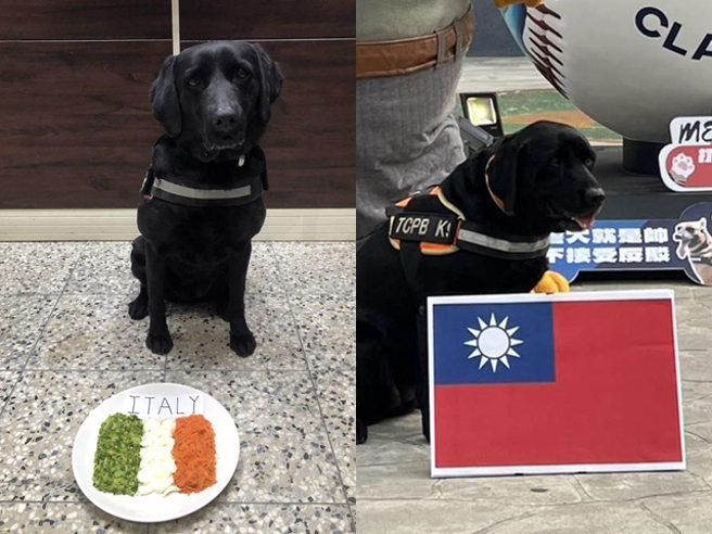 台中刑大警犬队双胞胎姊妹花「保庇」、「水饺」吃完整盘「义大利披萨」菜单，用行动力挺中华队，两姊妹也预测今日中华队对战荷兰将再次获胜。（警方提供）