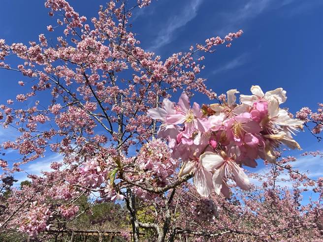 阿里山森林游乐区阿龟樱满开，与蓝天相映，粉嫩浪漫。（廖素慧摄）