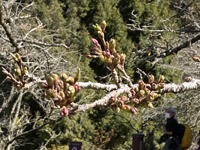 阿里山森林游乐区樱王染井吉野樱含苞待放。（廖素慧摄）