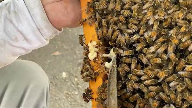 彰化蜂蜜产量占全国产量9％，主要产区集中在八卦山脉，不过今年因「蜂蟹螨」肆虐，导致蜂蜜遭寄生大量折损。（吴建辉摄）