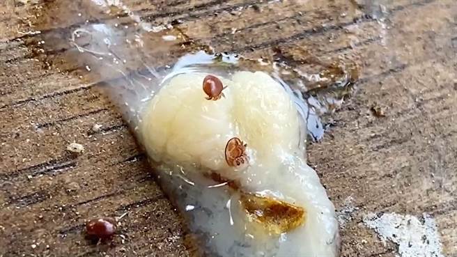 蜂蟹螨普遍存在于国内自然环境中，蜜蜂外出採集花粉过程就会沾染上蜂蟹螨。（吴建辉摄）