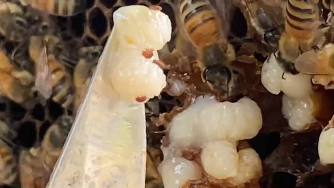 当地蜂农表示，今年蜂蟹螨防治无效，预估产量可能锐减剩一半，希望相关单位能够协助，不管是防治还是补助。（吴建辉摄）