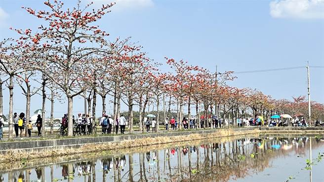 林初埤木棉花道全长866.5公尺，全区含周边种植约1.7公里、共715棵木棉树。（张毓翎摄）