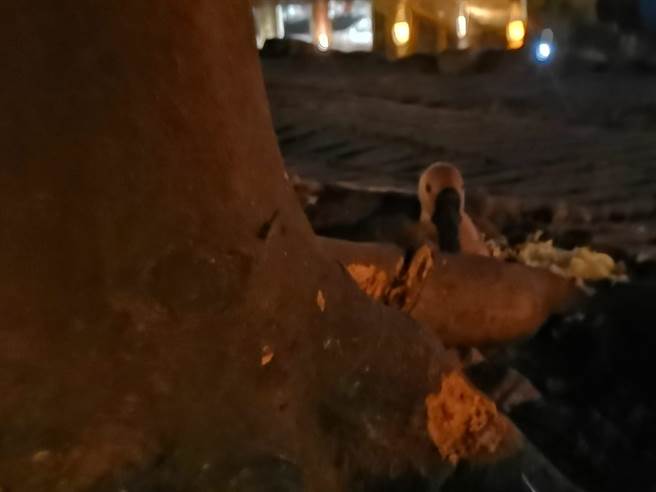 全台闹蛋荒，结果最近新庄运动公园竟发生母鹅生蛋被人类抢走的事件。（翻摄自爱新庄我是新庄人脸书社团）