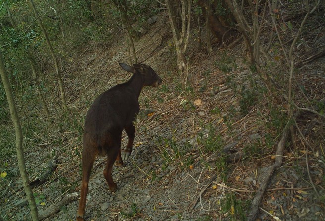 桃源区当地里民表示，南横公路梅山口到天池路段，经常出现野山羊(图)、野山羌及野山鹿在山上走动。(林雅惠翻摄/屏东林管处提供)