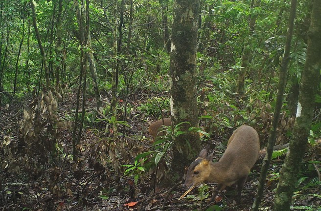 桃源区当地里民表示，南横公路梅山口到天池路段，经常出现野山羊、野山羌(图)及野山鹿在山上走动。(林雅惠翻摄/屏东林管处提供)
