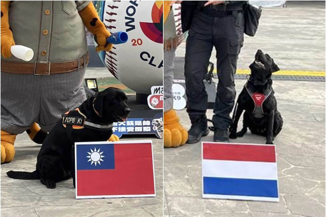 经典赛「最强神犬」，台中「超萌警犬妹」神预测中华队夺2胜。(台中市警察局提供)