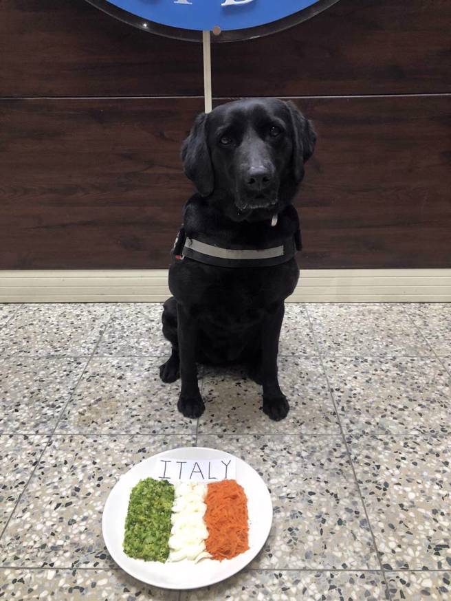 经典赛「超萌警犬妹」狂嗑义大利披萨，神预测中华队未来2战。(警方提供)