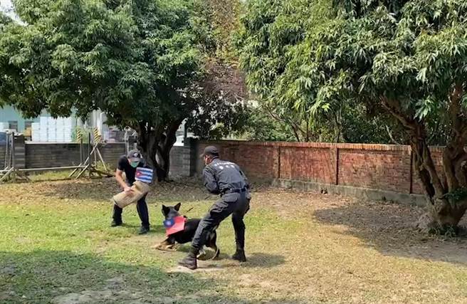警犬汪汪「歐迪」咬古巴旗，大展神預測，為中華隊加油！（台中市警察局提供／張妍溱台中傳真）