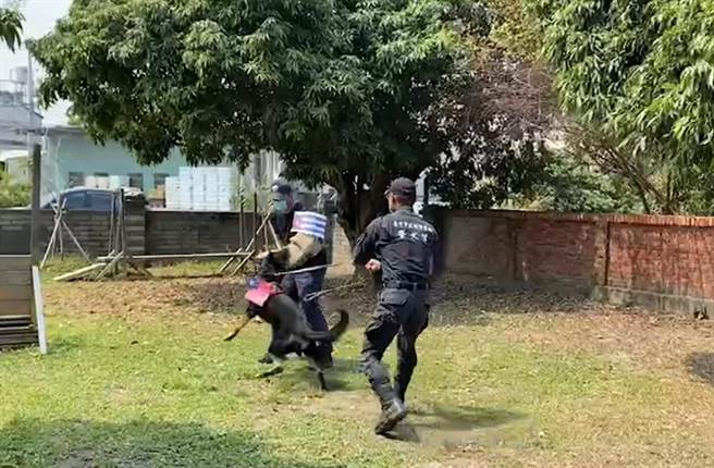 警犬汪汪「歐迪」奮力猛咬古巴旗，球迷用力集氣盼「滿貫砲」打爆古巴。（台中市警察局提供／張妍溱台中傳真）