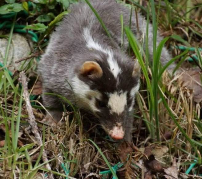 苗栗县首度检出鼬獾狂犬病阳姓。（苗栗县政府提供／李京升苗栗传真）