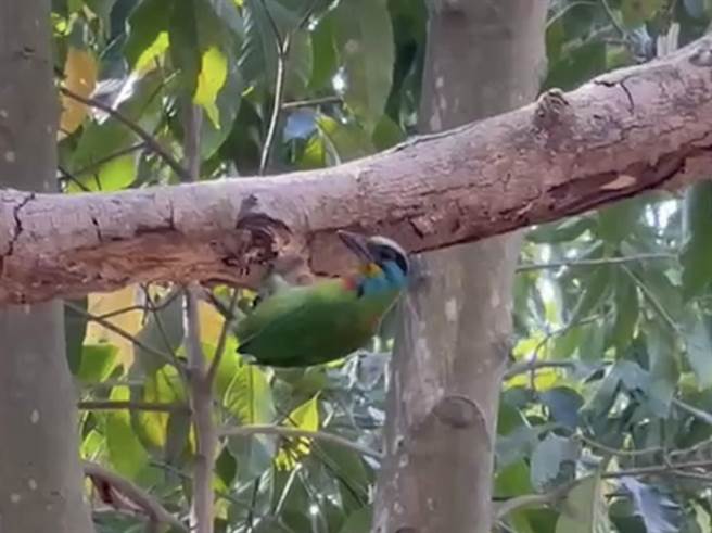 五色鸟在台南山上花园水道博物馆园区内的树干挖洞筑巢。（水道博物馆提供／洪荣志台南传真）