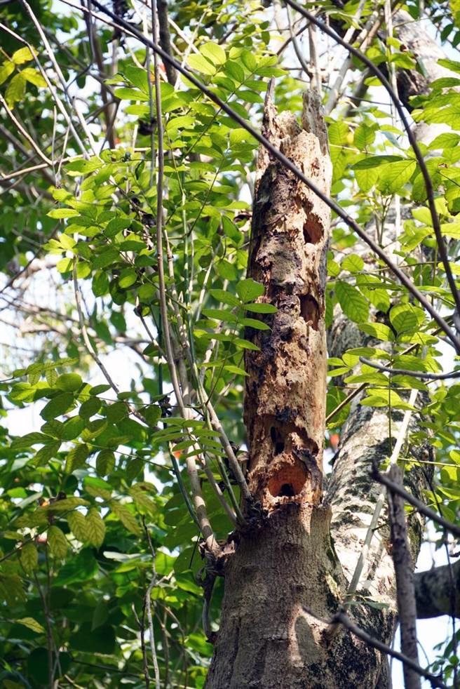 五色鸟在台南山上花园水道博物馆园区内的树干挖洞筑巢，多个鸟巢集中在同一截树干上，宛如「五色鸟公寓」。（水道博物馆提供／洪荣志台南传真）