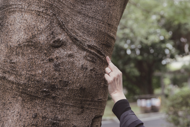 透過觀察樹木的樹幹紋路，可判斷生長狀況。（攝影／林冠良）