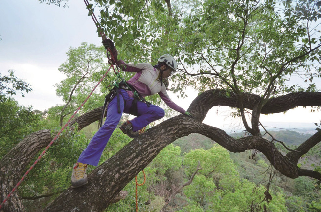 上樹後可以觀察到在地面所看不見的，像是近距離觀賞樹冠層。（圖／許荏涵）