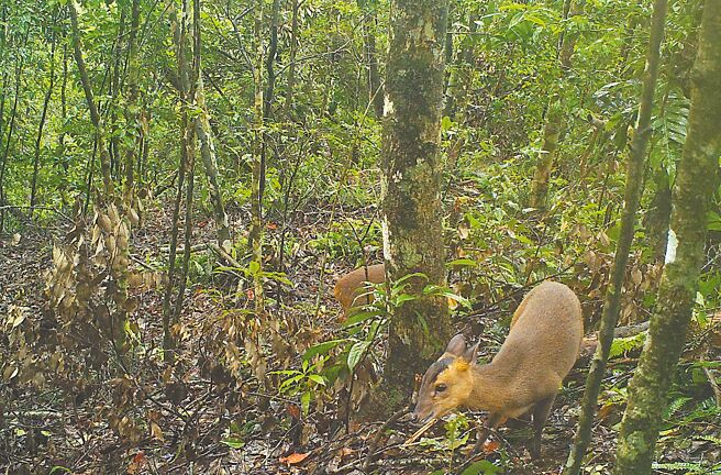 高雄市桃源區當地里民表示，南橫公路梅山口到天池路段，經常出現野山羊、野山羌（見圖）及野山鹿在山上走動。（屏東林管處提供／林雅惠高雄傳真）