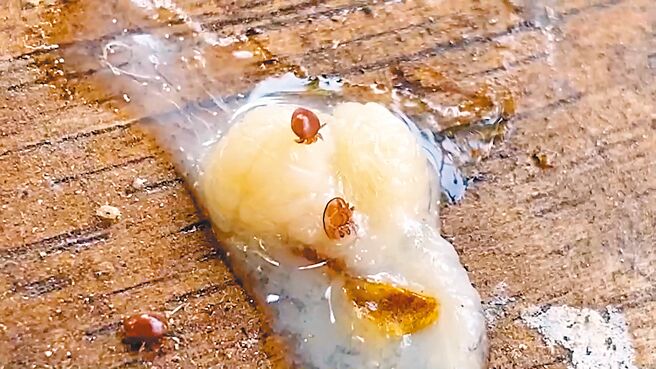 普遍存在于国内自然环境中，蜜蜂外出採集花粉过程就会沾染上蜂蟹螨，造成危害。（吴建辉摄）