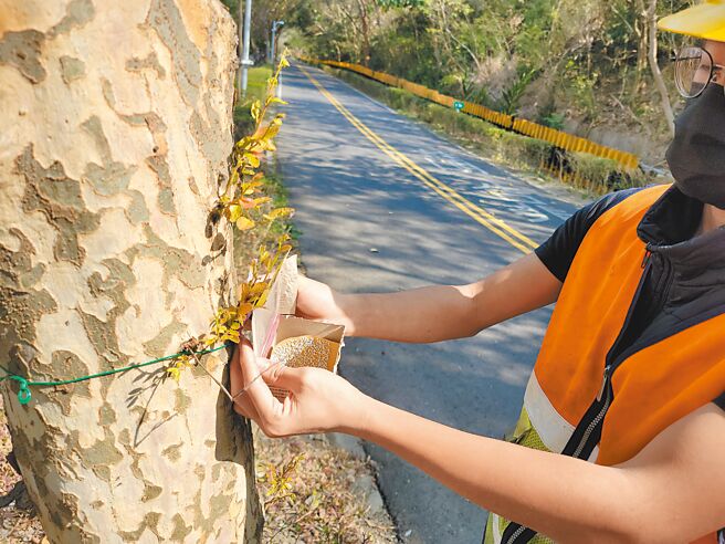 台中市观旅局3月起启动生物防治荔枝椿象，于休憩热点施放平腹小蜂。（台中市观旅局提供／陈淑娥台中传真）