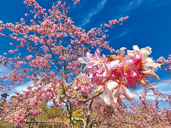 嘉义县阿里山森林游乐区阿龟樱满开，与蓝天相映，粉嫩浪漫。（廖素慧摄）