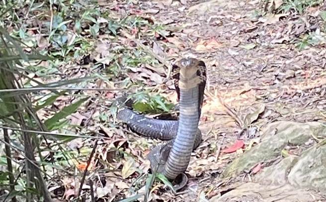 有山友12日在新北市三峡五十分山见到一只粗大眼镜蛇，蛇身拱起，频频发出嘶嘶声。（图／翻摄自脸书社团「野生蛇相」）