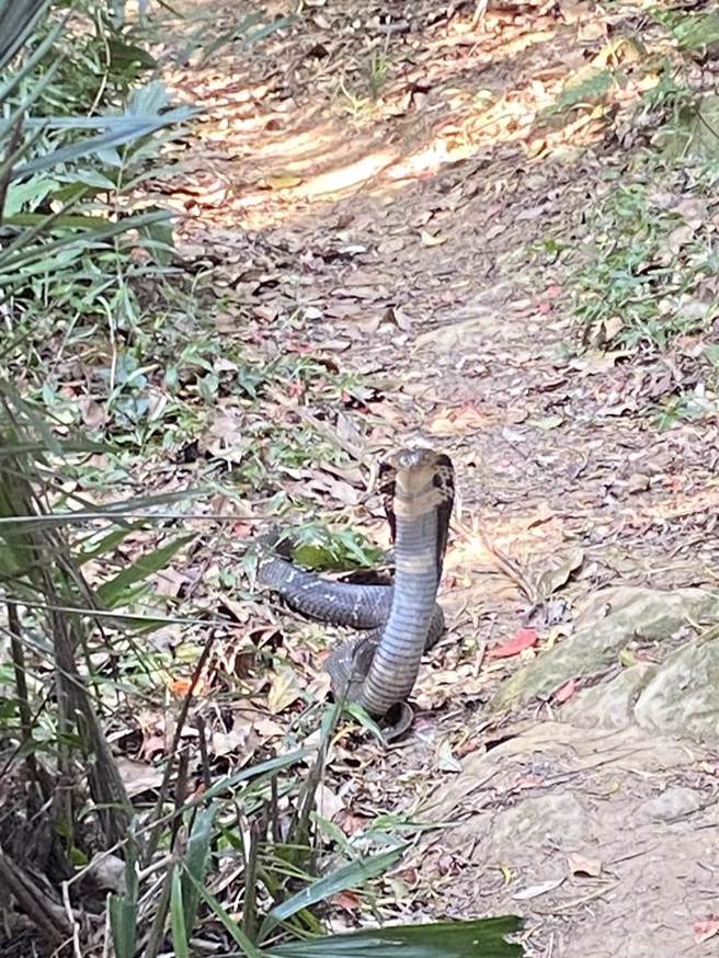 有山友12日在新北市三峡五十分山见到一只粗大眼镜蛇，蛇身拱起，频频发出嘶嘶声。（图／翻摄自脸书社团「野生蛇相」）
