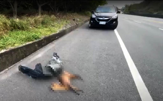 山羌遭自小客車撞擊，當場死亡。（翻攝畫面） 