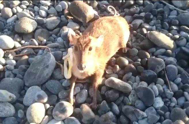 曾有釣客在海邊發現山羌。（翻攝畫面）