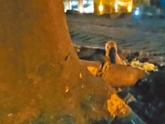 新庄运动公园的母鹅将被饲主领回。（翻摄自爱新庄我是新庄人脸书社团）