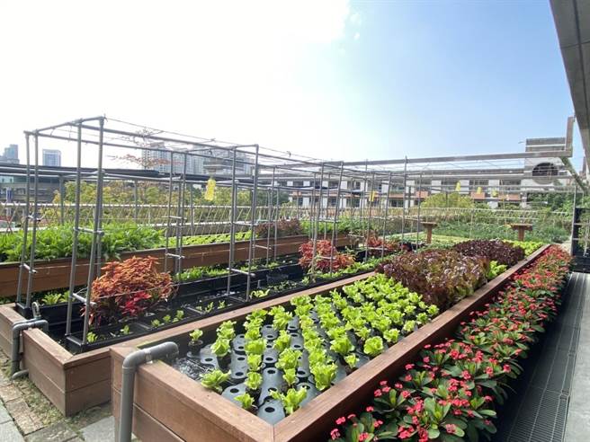 芦洲区水湳里活动中心3F营造成可食地景。（新北市环保局提供）