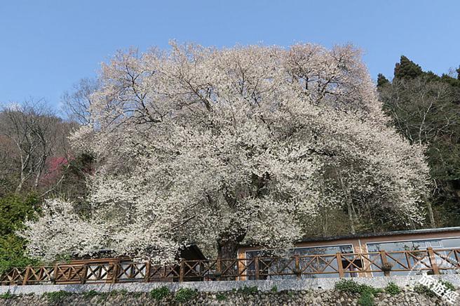 观雾山庄前方雾社樱盛开。(新竹林区管理处提供)

