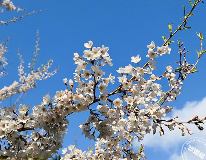 雾社樱是全台湾最小、最珍稀的特有原生种，白色单瓣是雾社樱最大特色。(东势林区管理处提供)

