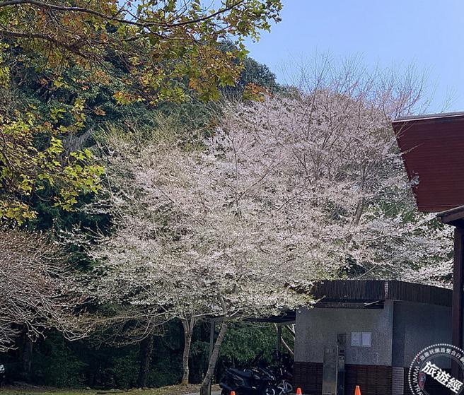 雪白纷飞的雾社樱盛开。(东势林区管理处提供)