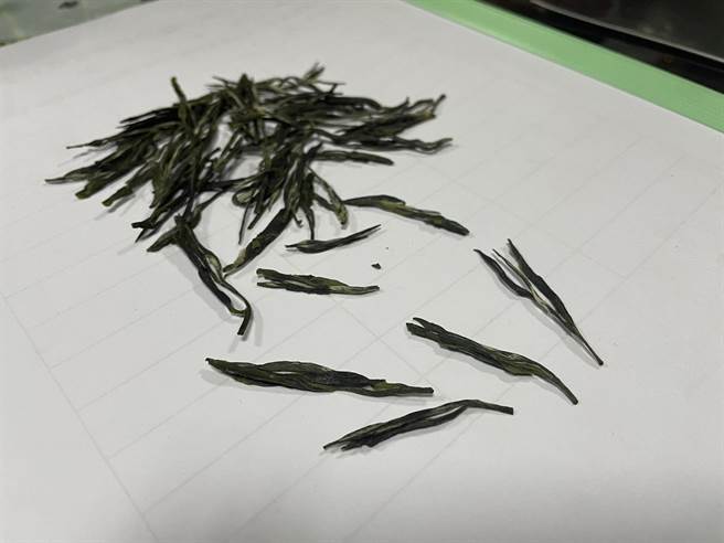 新北市三峡特产「青心柑仔种」茶种全台独有，呈现一心二叶，经过手工揉捻后，茶菁呈现箭片型。（蔡雯如摄）