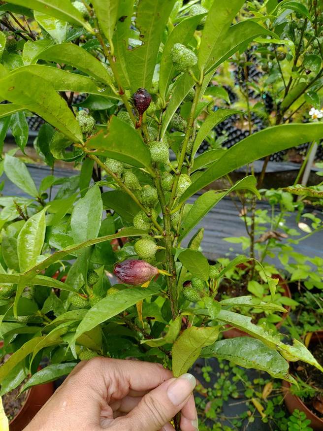 俗稱「羊奶頭」、「牛奶埔」的藥用植物「天仙果」，近期納入林下經濟品項。（南投林管處提供／楊靜茹南投傳真）