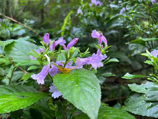 藍染文創商品受歡迎，而藍染工藝重要原料即「台灣馬藍」，也列林下經濟品項之一。（南投林管處提供／楊靜茹南投傳真）