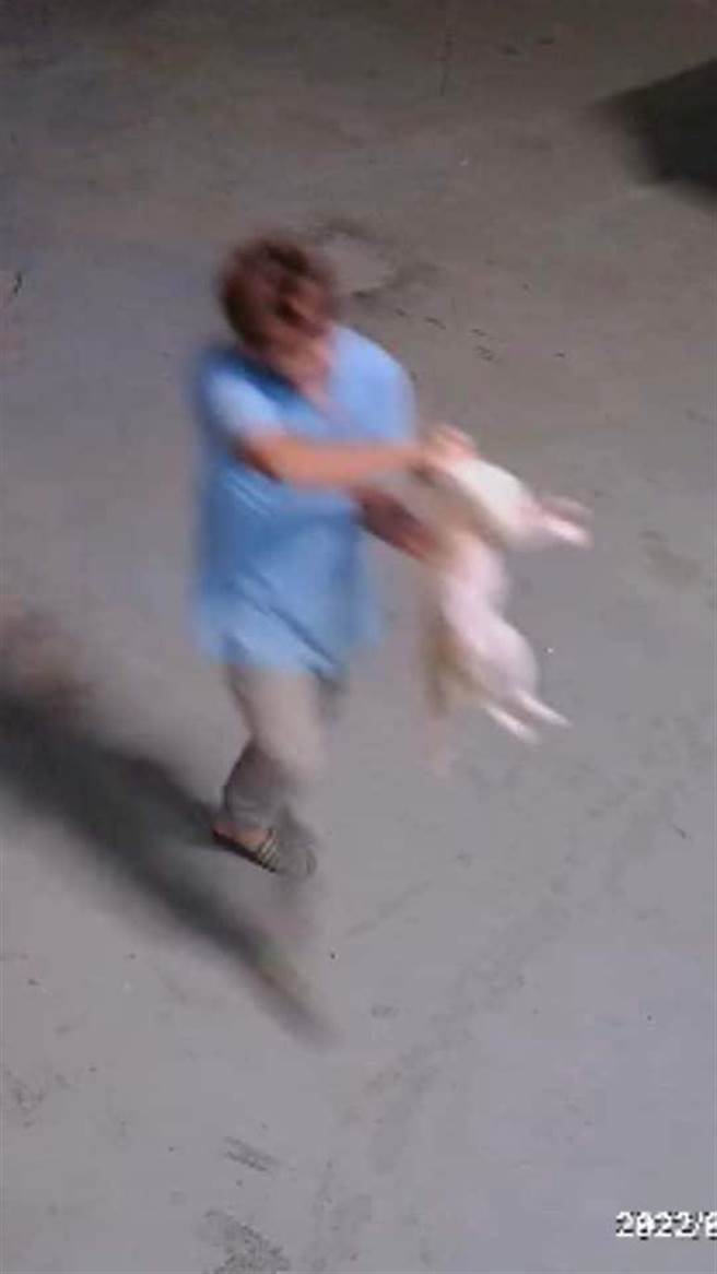 罗姓男子多次虐猫致死。（民眾提供／李京升苗栗传真）