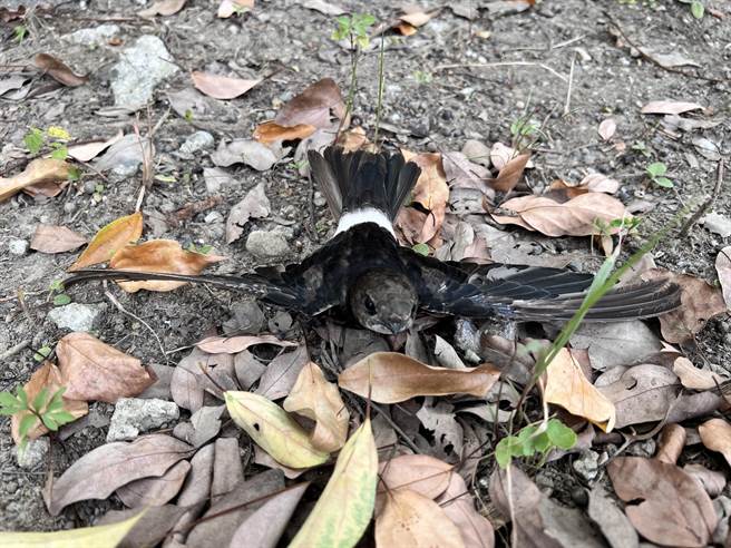 小雨燕善用滑行，民眾於草地發現需救援的小雨燕。（新北市動保處提供）