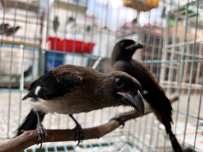 動保處進行救援樹雀的野放訓練。（新北市動保處提供）
