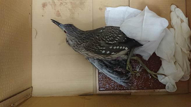 被黏鼠板困住的夜鷺，民眾通報由動保處協助處理。（新北市動保處提供）