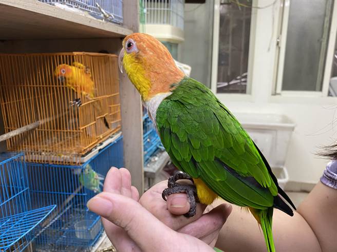 寵物鳥需要飼主的陪伴，不應任意棄養。（新北市動保處提供）