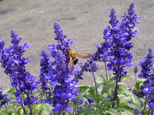 大黃蜂的智能與行為模式，近年成為科學家研究標的之一。（資料照）
