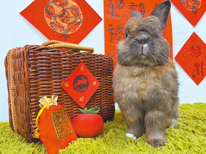 爱兔协会指出，在去年末就出现养兔潮，今年初也随之出现弃养潮。（爱兔协会提供／黄敬文新北传真）