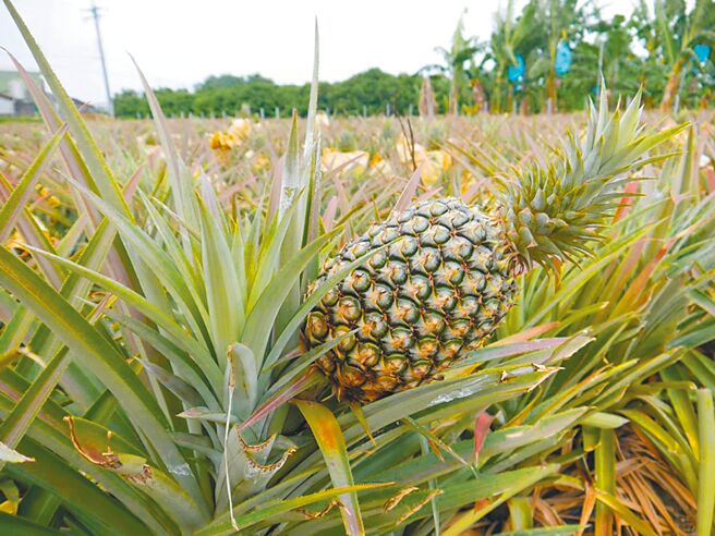 目前大树玉荷包及凤梨的加工品不仅有冰淇淋、冰棒、果乾、凤荔酥及千层蛋糕等，不久也将推出新品「凤荔银耳露」。（林雅惠摄）