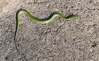 偶遇青竹絲？ 綠蛇優雅爬經泰山瓊仔湖嚇壞婦人急繞行